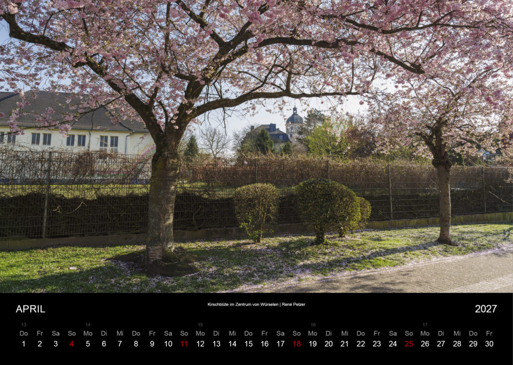 Kirschblüte im Zentrum von Würselen