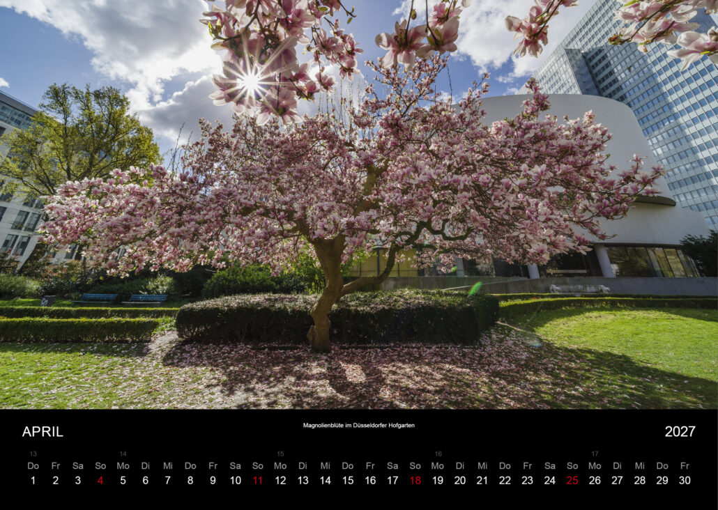 Magnolienblüte im Düsseldorfer Hofgarten