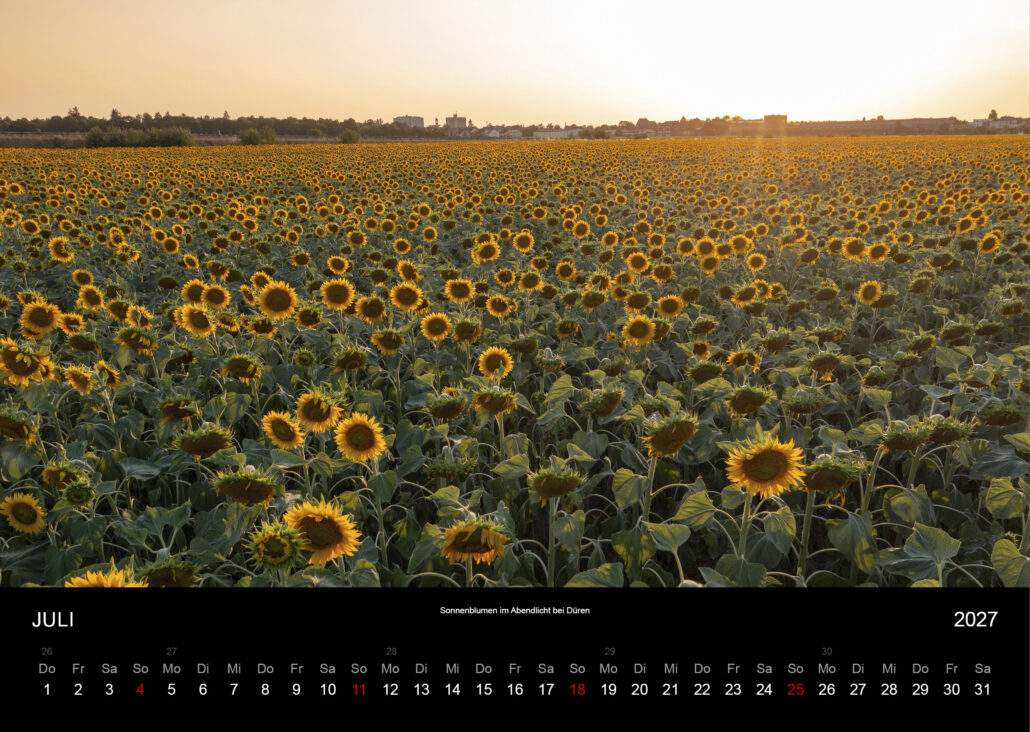 Sonnenblumen im Abendlicht bei Düren